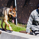 Illustration for article titled Even Military Dogs Are Being Diagnosed With PTSD